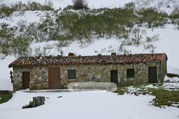 Collainos