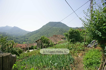 Govezanes