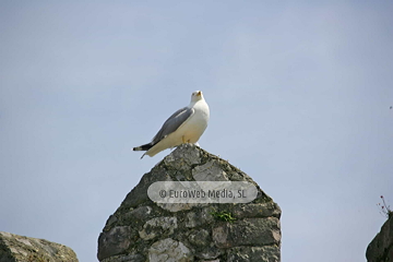 Llanes. Villa de Llanes