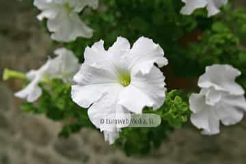 Loredo