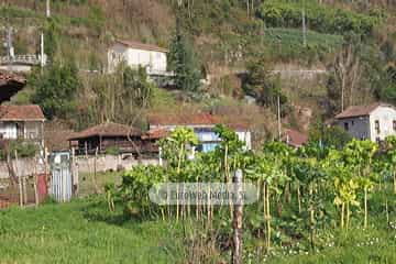 Bueño