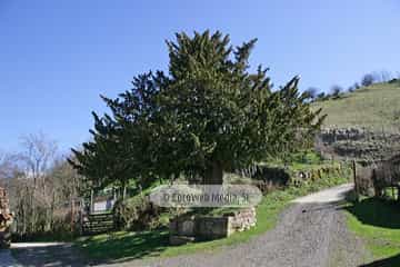 La Focella