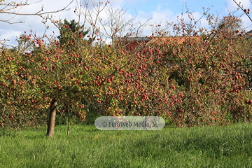 Poreñu