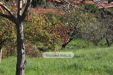 Poreñu