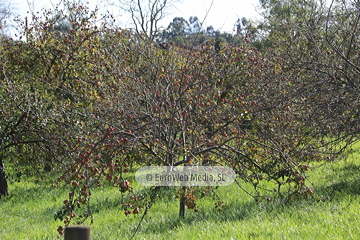 Poreñu