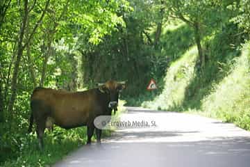 Parque Natural de las Fuentes del Narcea, Degaña e Ibias (Cangas del Narcea). Parque Natural de las Fuentes del Narcea, Degaña e Ibias