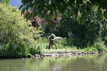 Escultura «Dríadas»