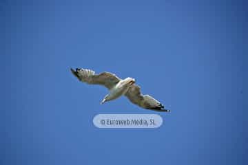 Gaviotas (Gijón). Gaviotas
