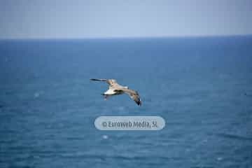 Gaviotas (Gijón). Gaviotas
