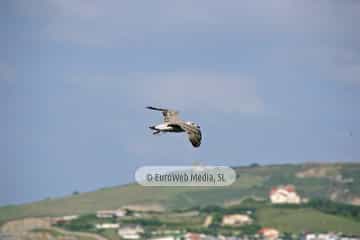 Gaviotas (Gijón). Gaviotas