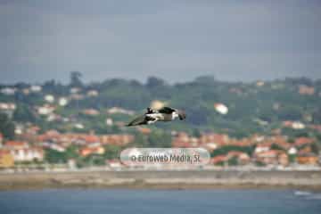 Gaviotas (Gijón). Gaviotas