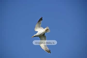 Gaviotas (Gijón). Gaviotas