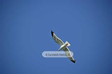 Gaviotas (Gijón). Gaviotas