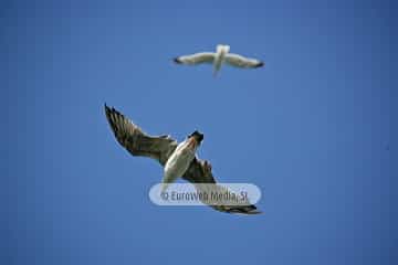 Gaviotas (Gijón). Gaviotas