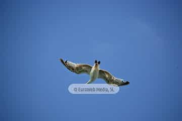 Gaviotas (Gijón). Gaviotas