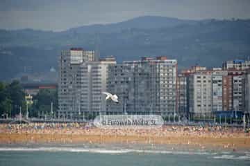 Gaviotas (Gijón). Gaviotas