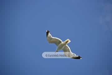 Gaviotas (Gijón). Gaviotas