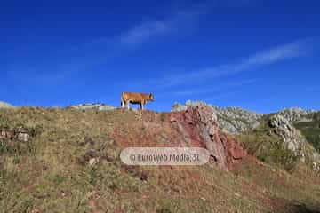 PR AS-15. Ruta los Lagos de Saliencia