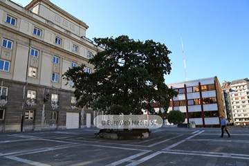 Escultura «El Carbayón»