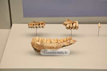 Museo Arqueológico del Principado de Asturias