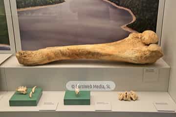 Museo Arqueológico del Principado de Asturias