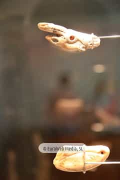 Museo Arqueológico del Principado de Asturias