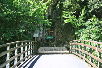 Senda del Oso (Tuñón - Santo Adriano). Senda del Oso