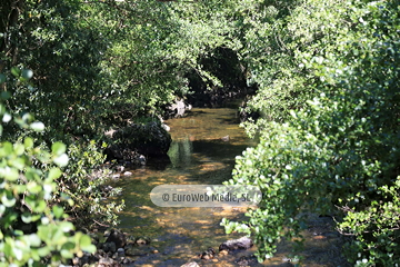 Senda del Oso (Tuñón - Santo Adriano). Senda del Oso
