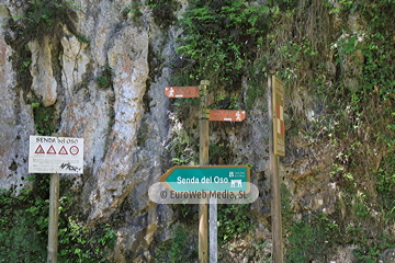 Senda del Oso (Tuñón - Santo Adriano). Senda del Oso