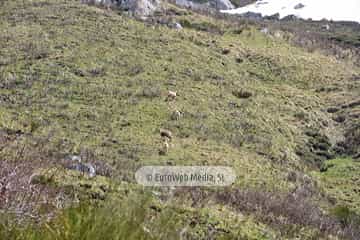 PR AS-15.1. Ruta Lago del Valle
