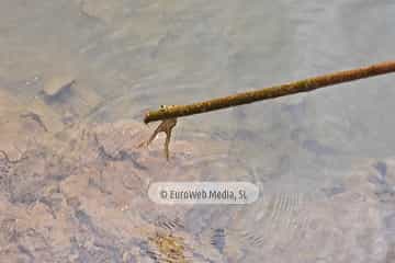 PR AS-15.1. Ruta Lago del Valle
