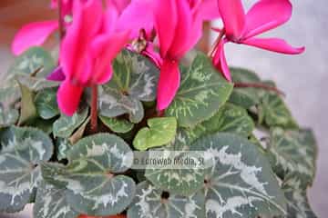 Ciclamen «Cyclamen persicum»