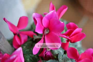 Ciclamen «Cyclamen persicum»