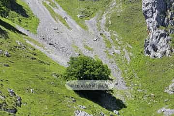 Parque Nacional de los Picos de Europa (Cabrales). Parque Nacional de los Picos de Europa en Cabrales