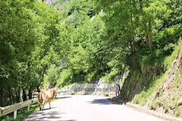 Parque Nacional de los Picos de Europa (Cabrales). Parque Nacional de los Picos de Europa en Cabrales