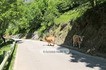 Parque Nacional de los Picos de Europa (Cabrales). Parque Nacional de los Picos de Europa en Cabrales