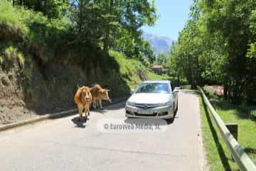 Parque Nacional de los Picos de Europa (Cabrales). Parque Nacional de los Picos de Europa en Cabrales