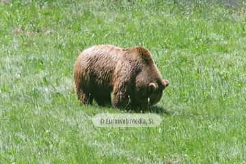 Fundación Oso de Asturias