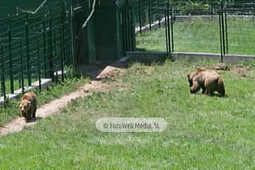 Fundación Oso de Asturias