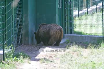Fundación Oso de Asturias
