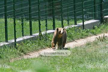 Fundación Oso de Asturias