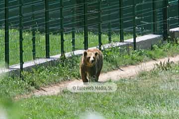 Fundación Oso de Asturias