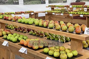 Festival de la Manzana de Villaviciosa