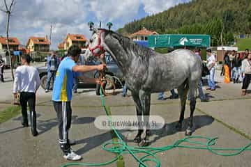 Carrera de Caballos «Playa de Ribadesella»