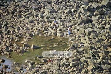 Playa de Rebolleres