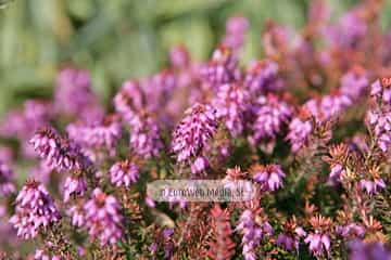 Brezo «Calluna vulgaris»