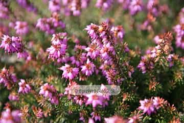 Brezo «Calluna vulgaris»