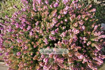 Brezo «Calluna vulgaris»