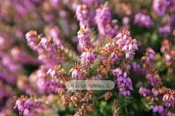 Brezo «Calluna vulgaris»