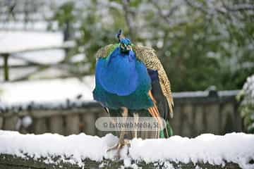 Pavo real (Pavo cristatus). Pavo real